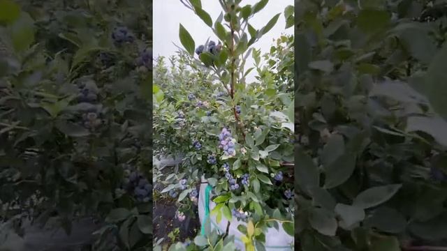 Голубика в Подмосковье???? смотреть онлайн