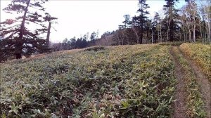 Остров Шикотан. Изучаю остров+ танки ИС-2,  ИС-3