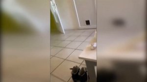 Озвучка приколов.  Самая смешная озвучка животных! Приколы с котами с озвучкой. Август