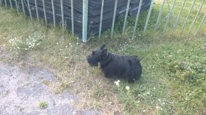 Шотландский терьер (скотч терьер) dog scottish terrier