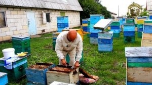 Как я меняю старых маток в основных семьях на молодых плодных маток и объединяю семьи в июле