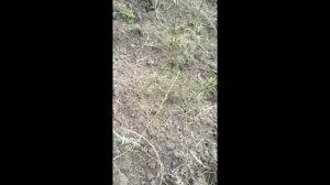 Ошибка при обработке гербицидом