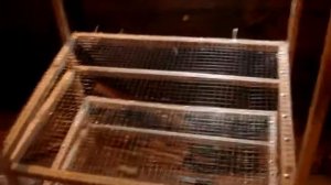 Клетка для перепелов своими руками.