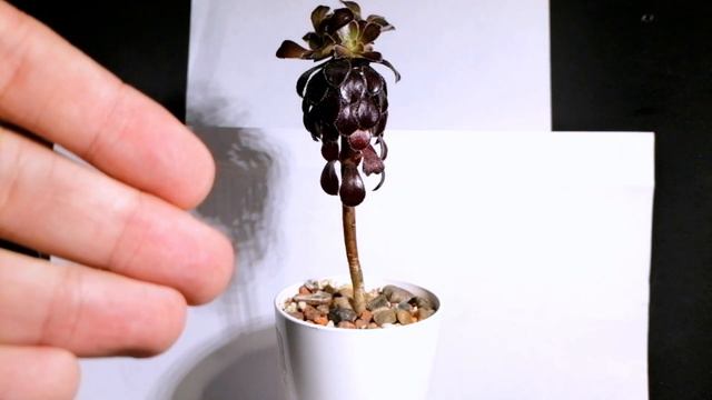 Эониум шварцкопф, ОБЗОР на мой СУККУЛЕНТ. рассказываю про ВЕТВЛЕНИЕ смотреть онлайн