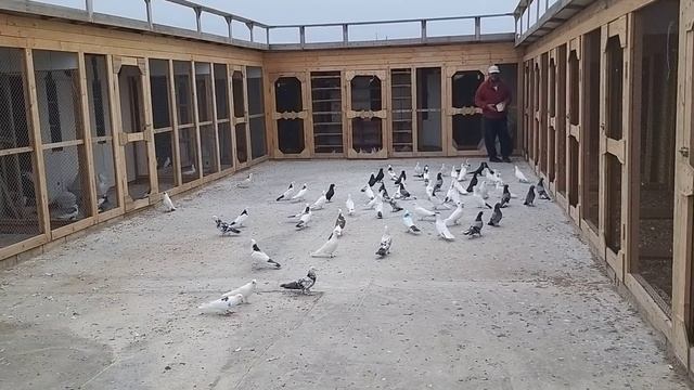 #BAKU #PIGEON Знаменитые голуби НАРИМАНА в Баку! смотреть онлайн