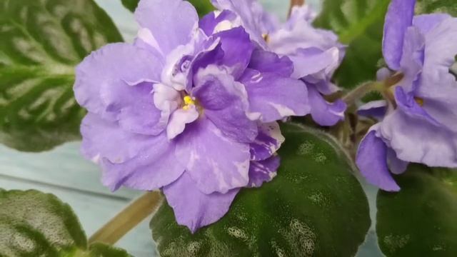 ЕК-Морской Волк. Фиалки, разведение и уход смотреть онлайн