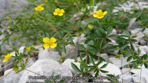 Лапчатка прямостоячая (калган) — описание