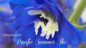 Delphinium Pacific Summer Skies - Esmeralda Farms