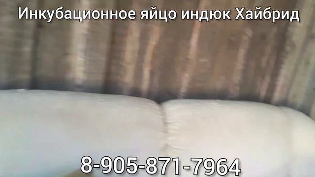 Инкубационное яйцо индюк Хайбрид Конвертер. Круглый год. смотреть онлайн