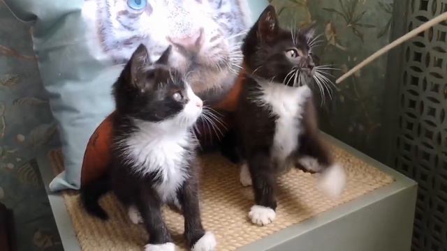 Два котенка-лапочки и большой прутик))) смотреть онлайн