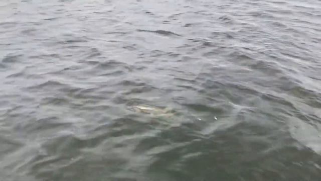 Трофейная рыбалка на водохранилище.