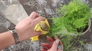 Волшебный Эликсир для Герани, даже дохлый цветок оживет, позеленеет и пышно зацветет!