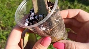 Крассула Garnet Lotus: простой способ размножения
