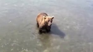 Бурый медведь ловит рыбу в реке