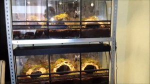 Theraphosa blondi ( Goliath Birdeater) enclosure set up and care sheet