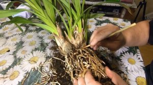 Орхидея Цимбидиум Cymbidium, пересадка, род эпифитных растений семейства Орхидные (Orchidaceae).