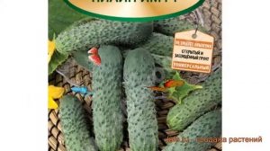 Огурец обыкновенный Пилигрим ? огурец Пилигрим обзор: как сажать семена огурца Пилигрим