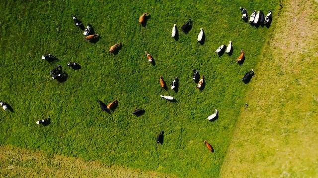 Прекрасные звуки животных попугай, собака, лев,Лошадь,овца, тигр,  моменты животных. смотреть онлайн