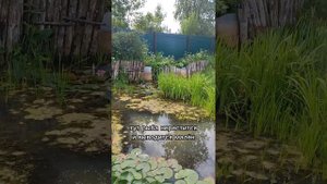 Богемский линь - золотая рыбка для обычного пруда