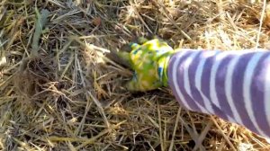 Убираю помидоры