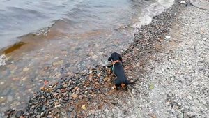 Такса 🐶 бегает за волнами