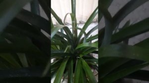 Моя Бильбергия.....