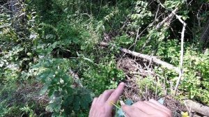 НАШЛИ ЧЕРЕП НА БЕРЕГУ РЕКИ. Горная рыбалка в Приморье. Форель Мальма.