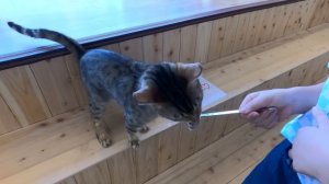 ?ВЛОГ С ДОЧКОЙ В КОРЕЕ/ ЗАКУПКА ПРОДУКТОВ НА 7750 РУБЛЕЙ / НАШЛИ КОШАЧЬЕ КАФЕ/ НИКОЛАЙ ПО-КОРЕЙСКИ