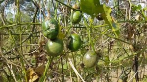 How Passion Fruit Grows / Как растет маракуйя