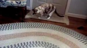 Кот и ксилофон