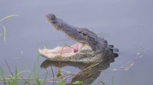 PÍTON GIGANTE LEVA A PIOR CONTRA ALLIGATOR, cenas incríveis, confira!