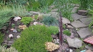 5 САМЫХ  КРАСИВЫХ барбарисов для небольшого сада.