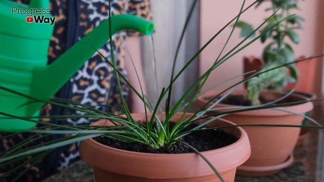 1 Ложка Под Любой Домашний Цветок И Пышное Цветение Вам Обеспечено! Цветет Замечательно!