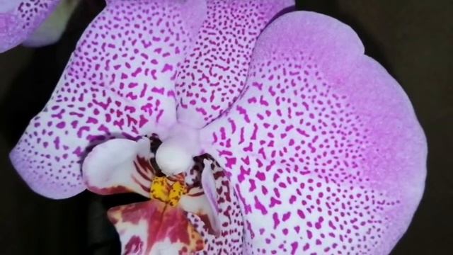 Орхидеи! Подарки на 8 марта! смотреть онлайн