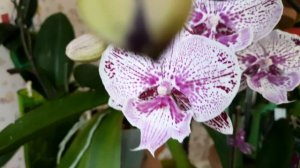 Цветение орхидей на конец мая. Phal.Crown, Crystal'10, Leopard lip, Amabilis, Sarasto, Charming Sno