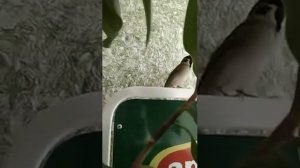 говорящий воробей.