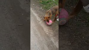 Метис ротвейлер и овчарка 12 месяцев