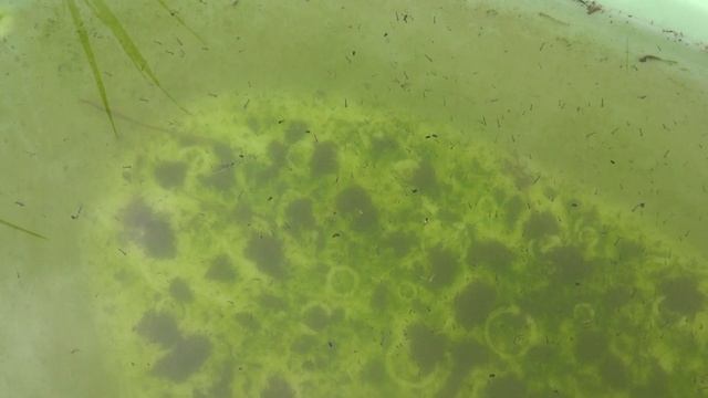 Как разводить живой корм в домашних условиях Чертиков, мотыля и личинок комаров смотреть онлайн