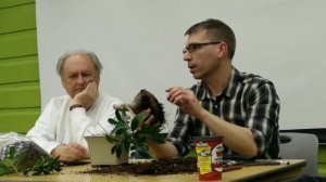 Toronto Bonsai Society - Bonsai 101 - Ficus retusa