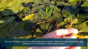 Водяной орех