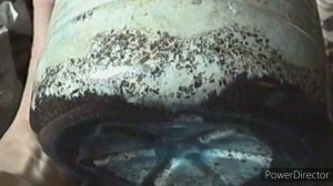 Выращивание вешенки на спитом чае