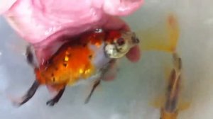 Bristol Shubunkin (Wolf Ox Strain) Spawn