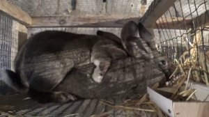 Спаривание кроликов Фландр и Серый великан