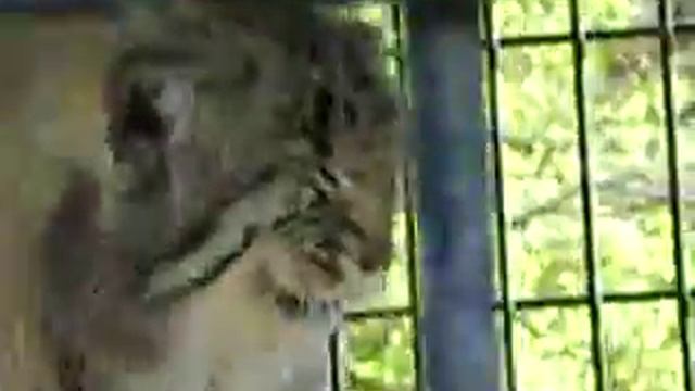 Кто сказал НЯ? смотреть онлайн