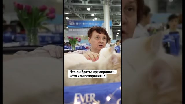 Кремировать котика или похоронить? / Здесь Настоящие Люди