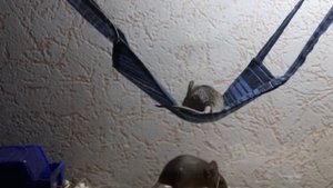 гамак для грызунов / hammock /mouse / как сшить гамак / ХАСКИ И ФЛОРА / Husky and Flora