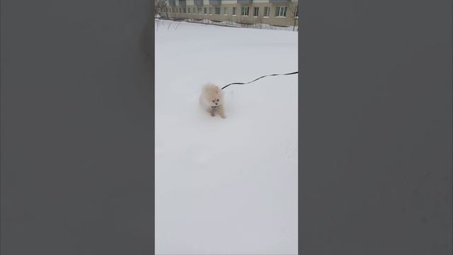 Макс и снег ❄️