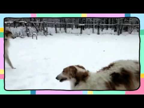 ........ :))))......  (Created with @Magisto) смотреть онлайн