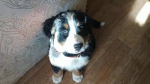 Щенок бернского зенненхунда