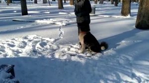 Дрессировка Американской Акиты